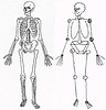 Skelett und Hugo Draht von Andrea Weikert